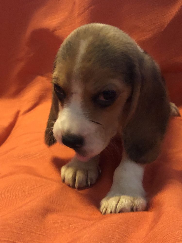Beagle macho. com dois meses. Pronto para entrega