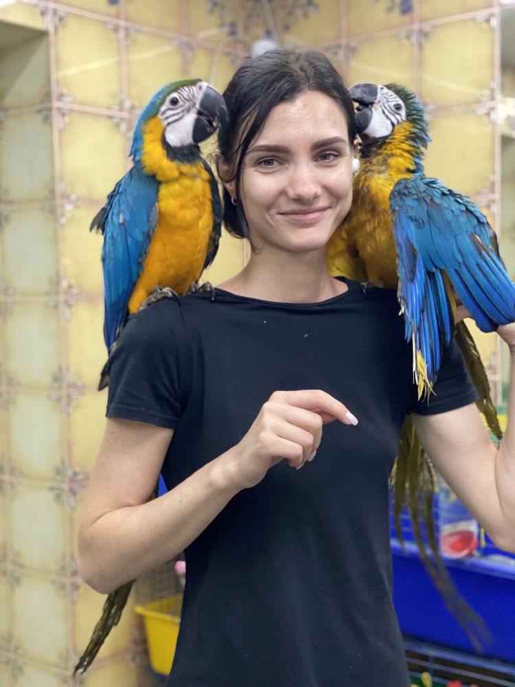Ручной говорящий попугай ара сине - желтый ара