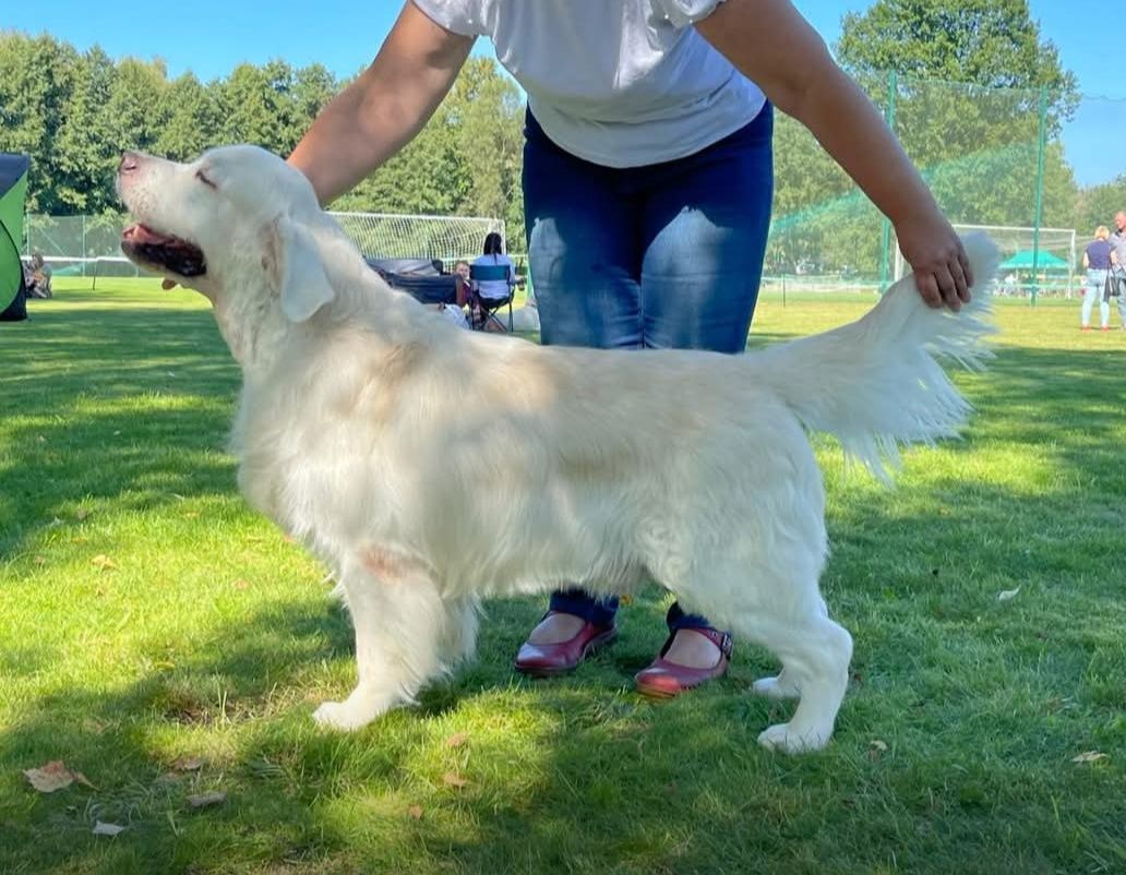 Golden Retriever ZKwP FCI Już do odbioru