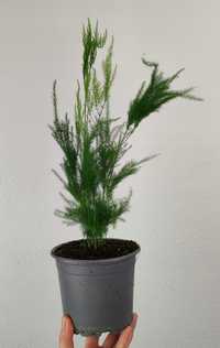 Szparag Asparagus setaceus Pyramidalis 40 cm