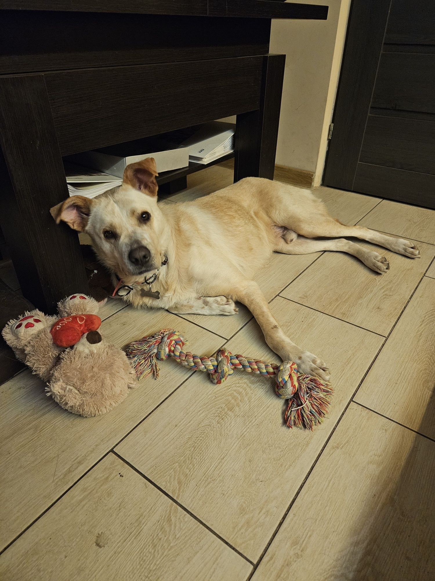 Brego z charakterem labradora szuka domu!