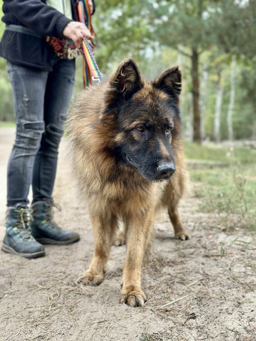 Owczarek Bethoven szuka doświadczonego przewodnika