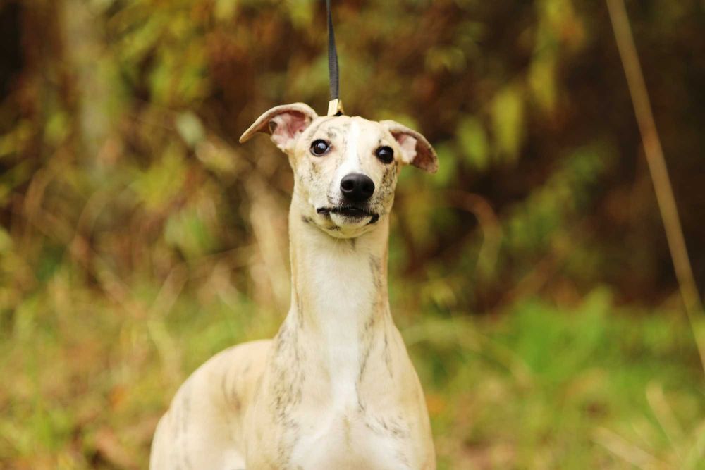 Whippet Chart angielski ZKwP/FCI śliczny piesek PORVENIR "Venio"