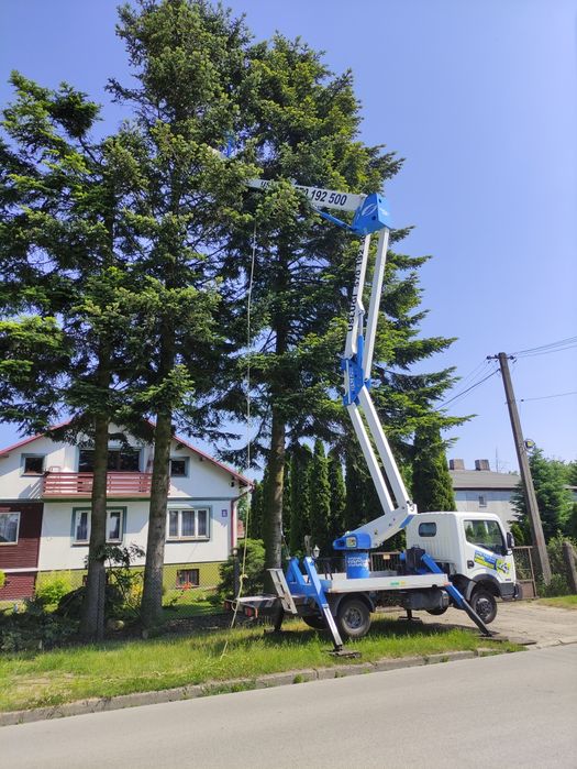 Przycinanie drzew wycinka usługi rębak frezowanie korzeni