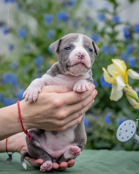 Малинка- стане вашим еліксиром щастя на все своє життя, розплідник КСУ