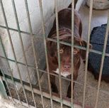 Menino X labrador castanho para adoção