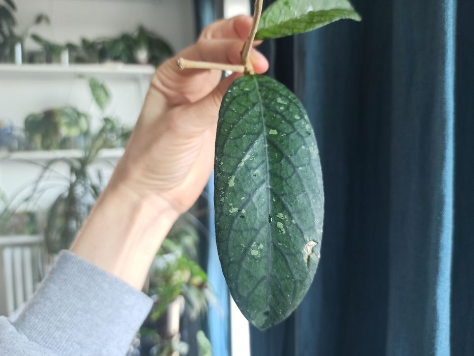 Hoya sp Sumatra hoja