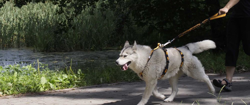 HIFICA Krótka Smycz Amortyzowana dla Psa SOFT WALK 0.8 PA 65 + Karab.8