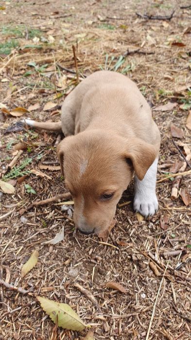 Дівчинка, 1 місяць шукає дім