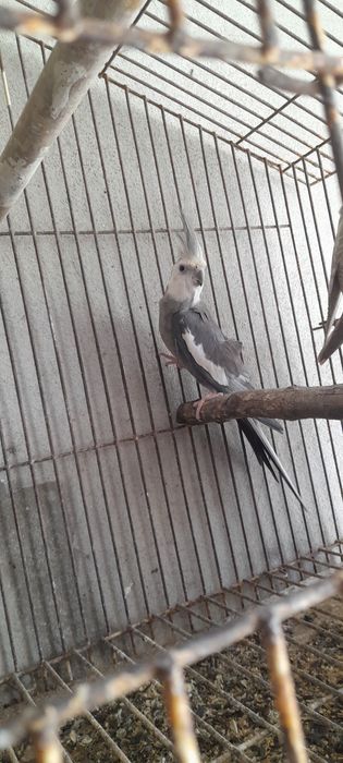 Caturras face branca