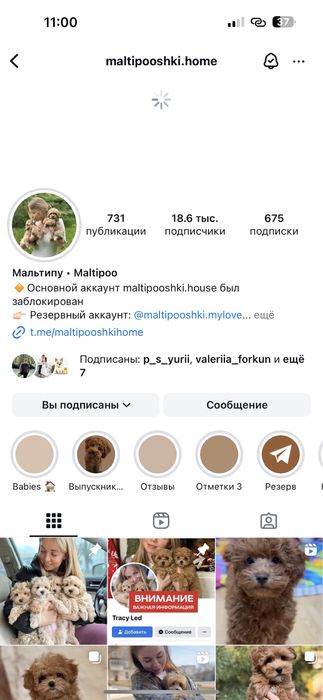 Плюшевые мишки Мальтипу !!!