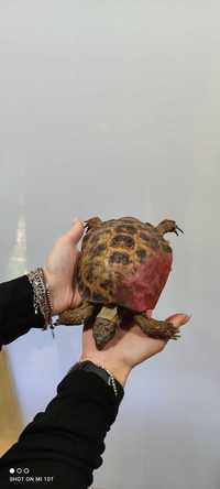 Середньоазійська сухопутна черепаха, біля 12 см, травоїдна