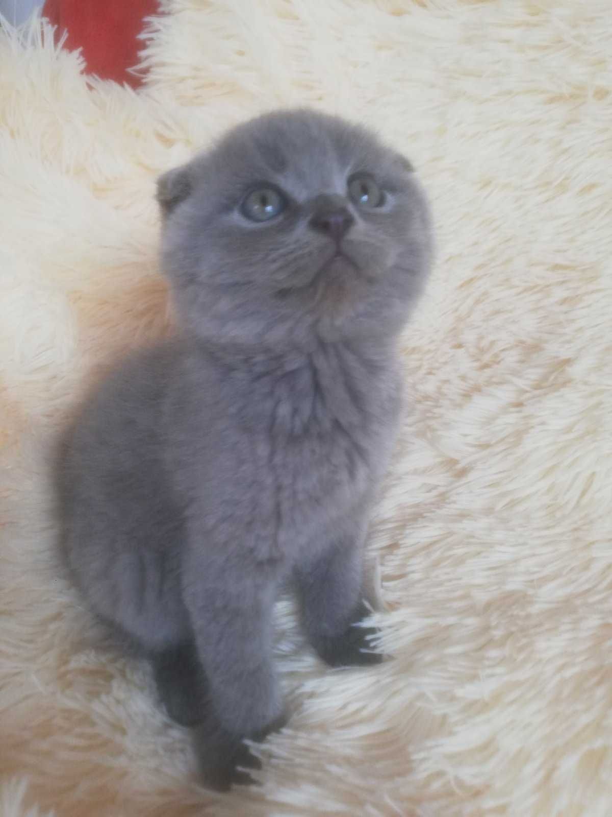 Шотландські кошенята