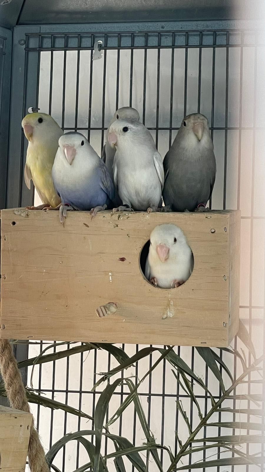 Troco lote de 21 aves reprodutoras/casais