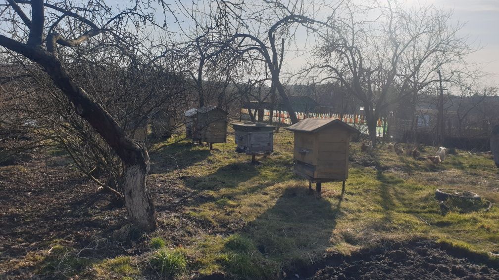 Натуральний мед зі своєї пасіки, прополіс