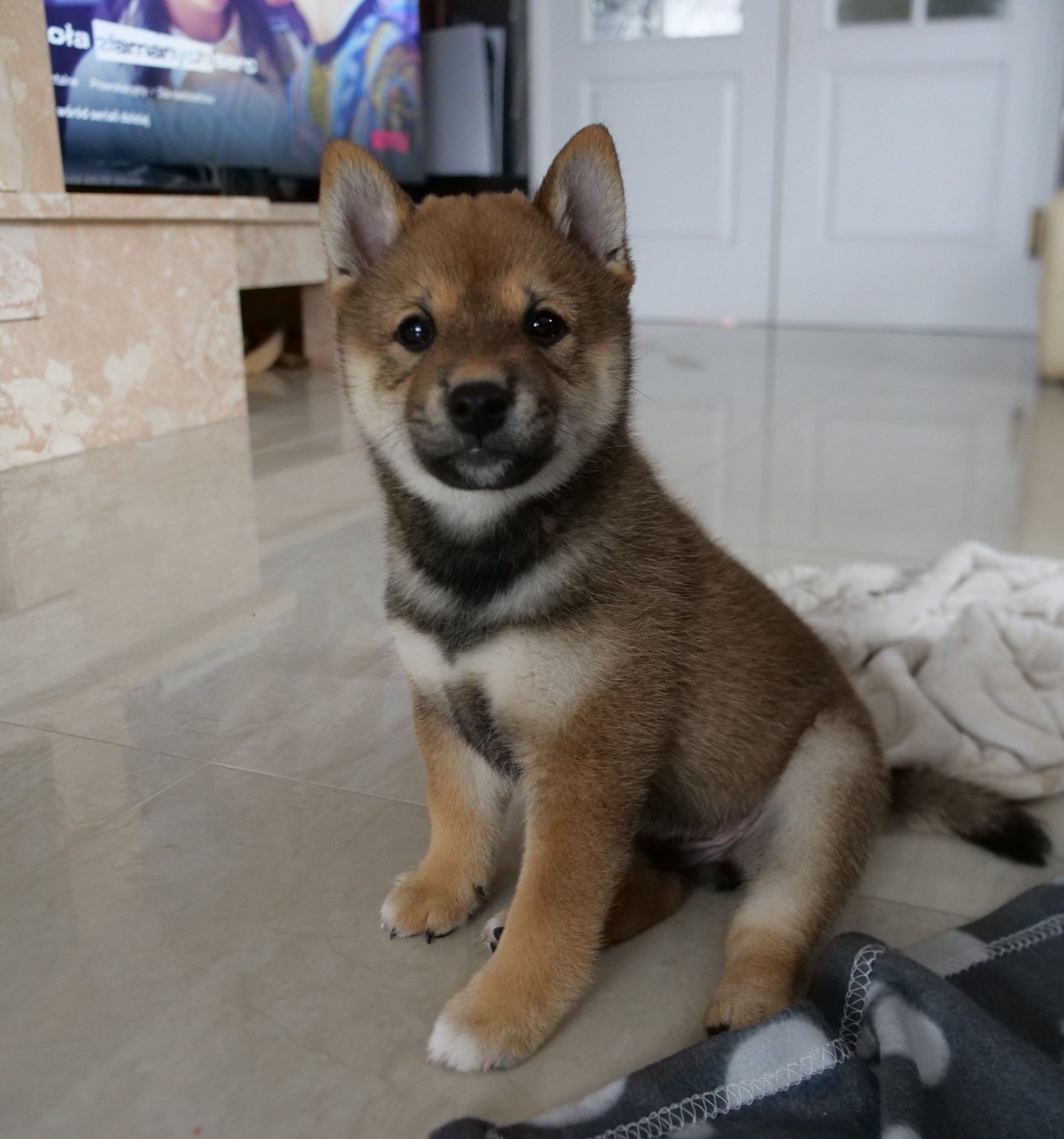 Shiba Inu Sezamowy Piesek FCI