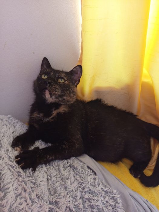 Mam cukrzycę co zmniejsza szanse na dom :(