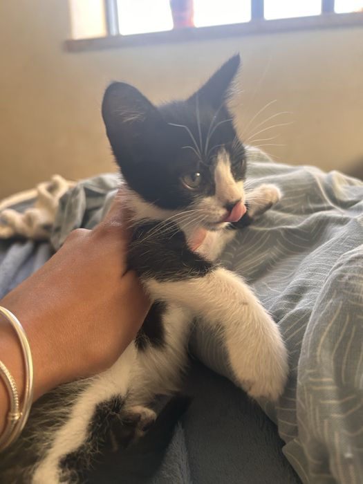 Gatinhso bebes mansos