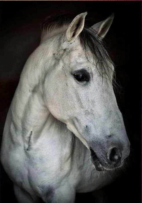 Sessões de fotografia