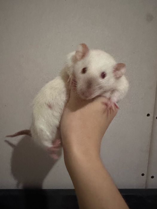 Пацюки декоративні 2 самки