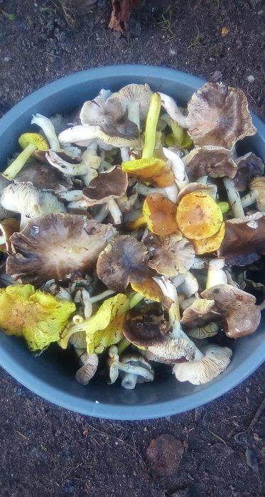 Sprzedam 10 kg grzybów podzielonki i opieńku