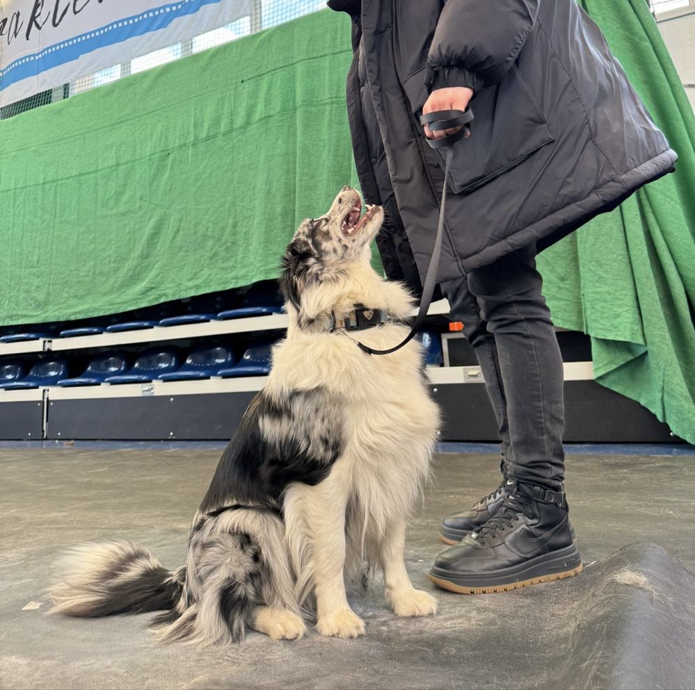 Border Collie czarno-biały piesek. Linia Show. ZKWP/FCI.