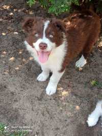 Border Collie piesek czekoladowy