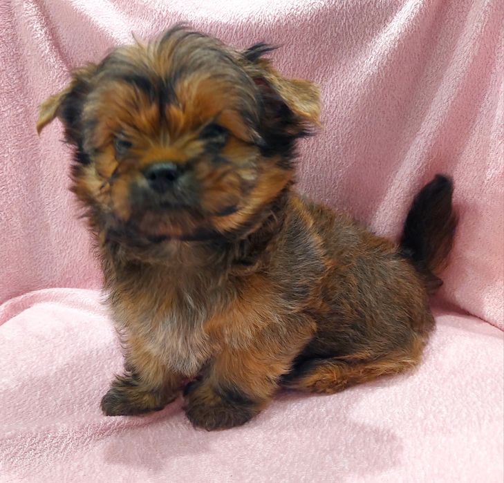 Йоркширський тер’єр