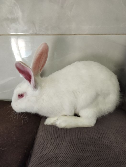 Продам! кроликі різного віку