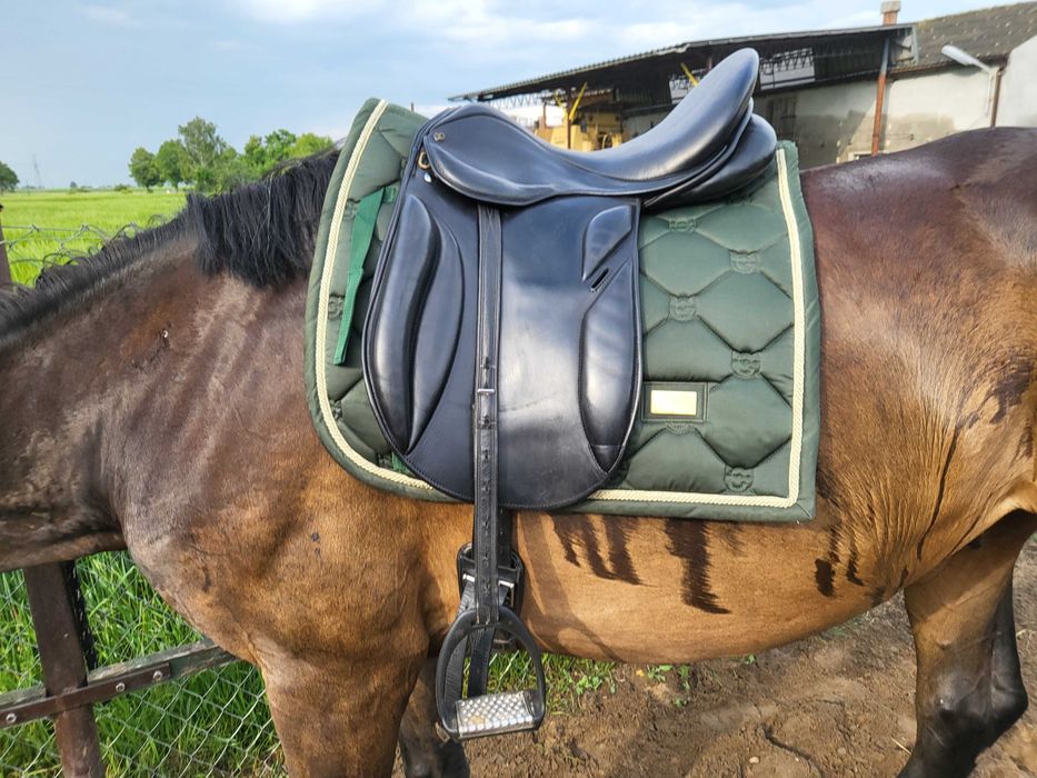 Zaldi Grand Prix 18cali/ szerokie