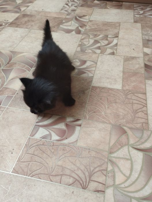 Маленькі пухнастики