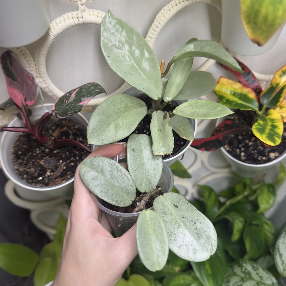 Хоя Hoya Nova Ghost, хойа нова гост