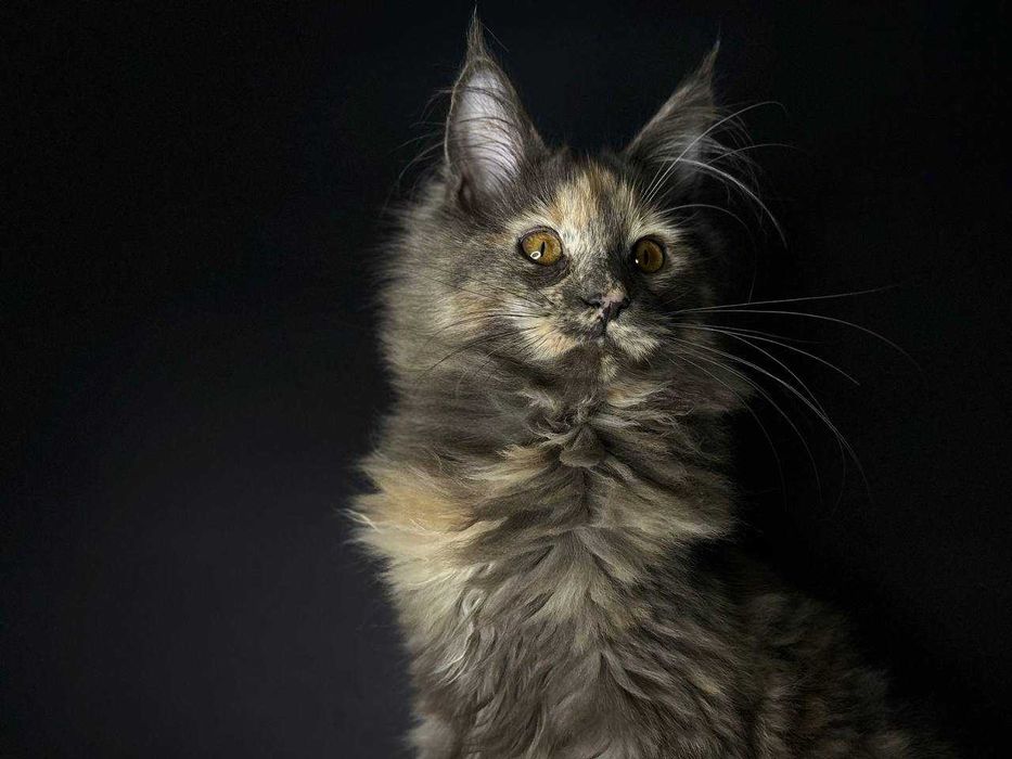 Кішечка мейн-кун зі всіма документами WCF та щепленнями Доставка