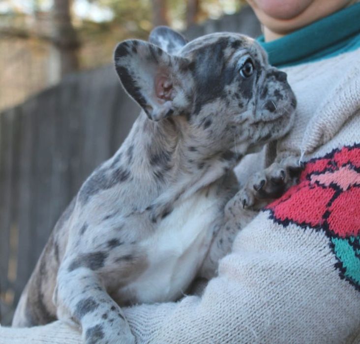 Французики генні карапузики