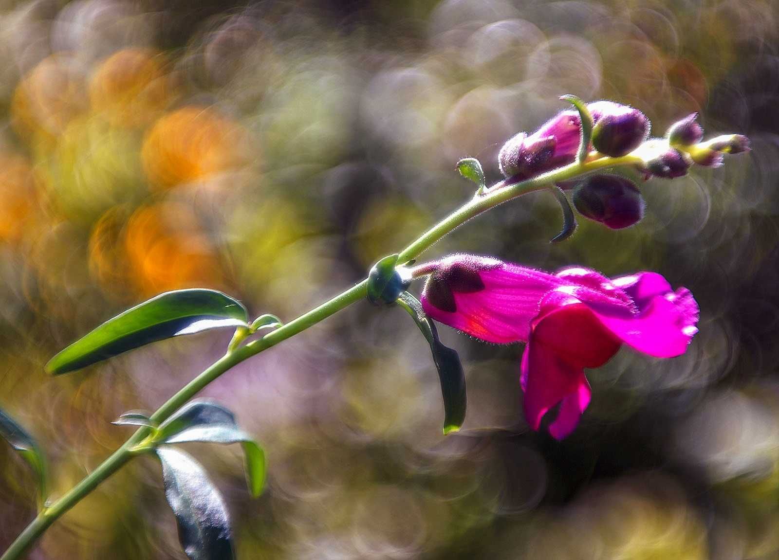 Helios  44-M 4 MC   po modyfikacji na wzór Triioplana