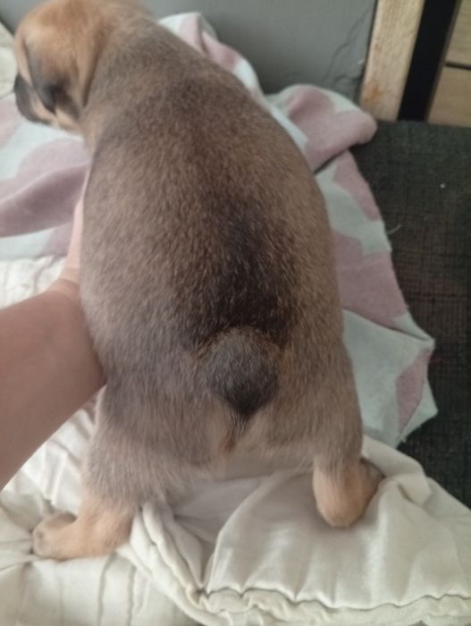 Piesek szczeniak oddam