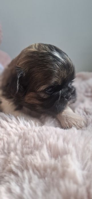 ZAREZERWOWANA Shih tzu sunia tricolor