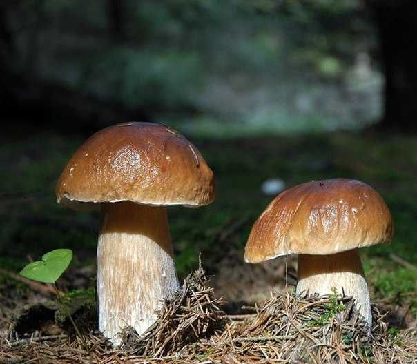 Зерновой живой свежий мицелий Белых грибов