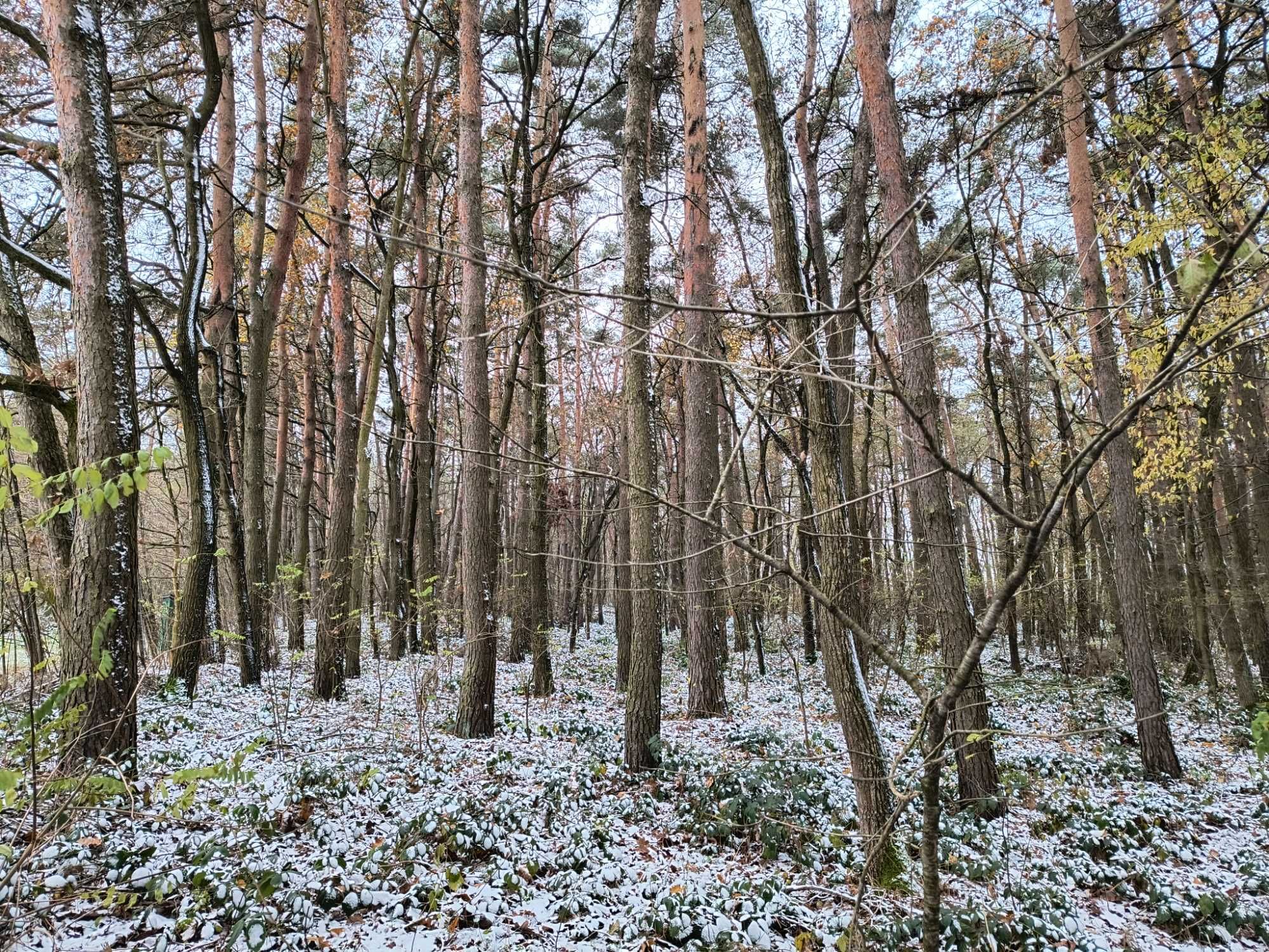 las sosnowy ok.100 letni, woj. świętokrzyskie, gmina Opatowiec, 1 ha