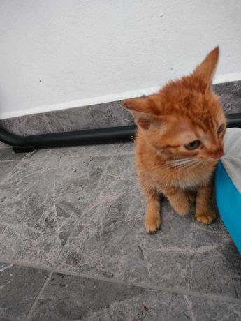 Mały rudy kotek znaleziony Przasnysz