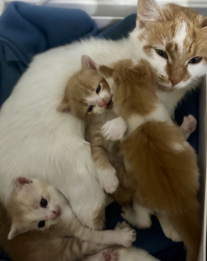Котики безкоштовно