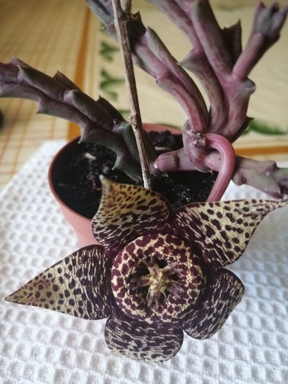 Suculenta em flor.