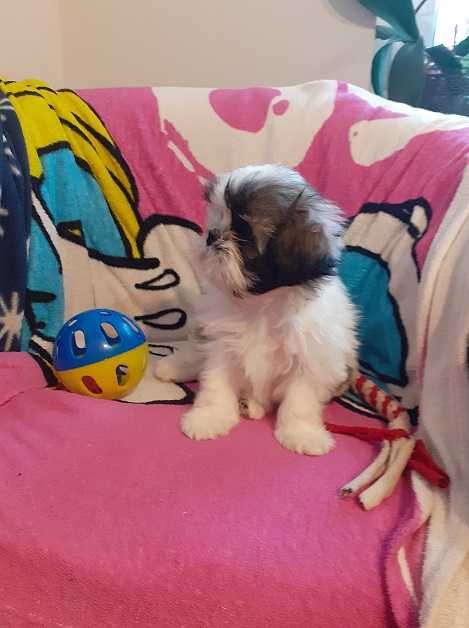 Uroczy i malutki piesek shih tzu -Czaruś-gotowy do odbioru.