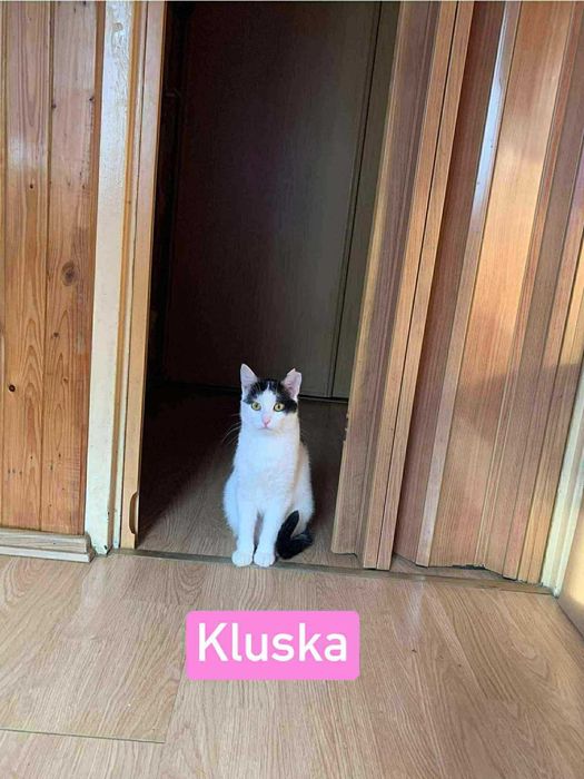 Kluska Szuka Domu - Fundacja Małe Łapki