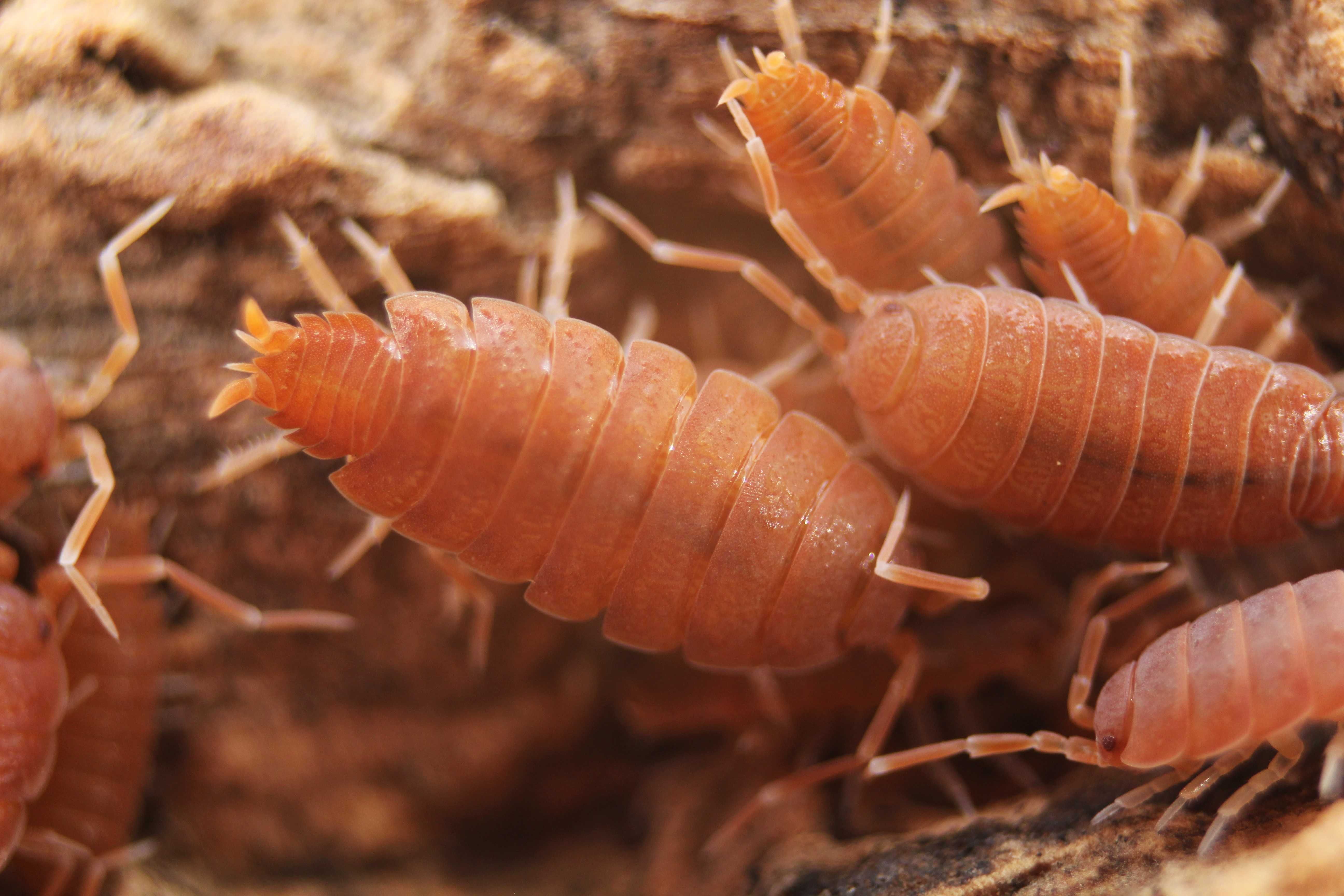 Porcellionides pruinosus "powder orange", ekipa sprzątająca, isopoda