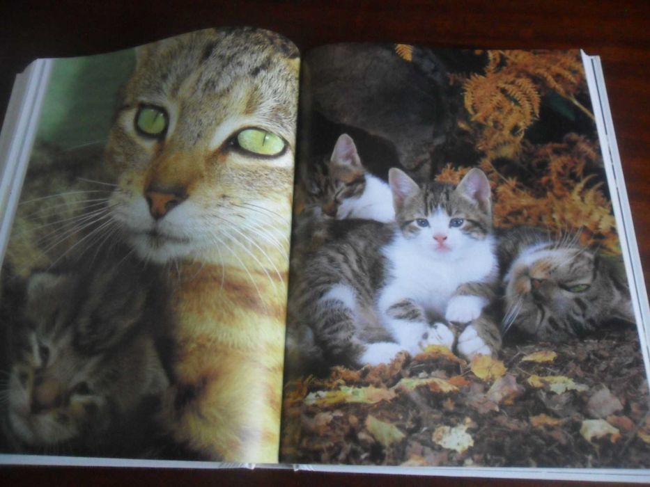 "O Livro Gigante do Gato" de Vários - 1ª Edição de 2002