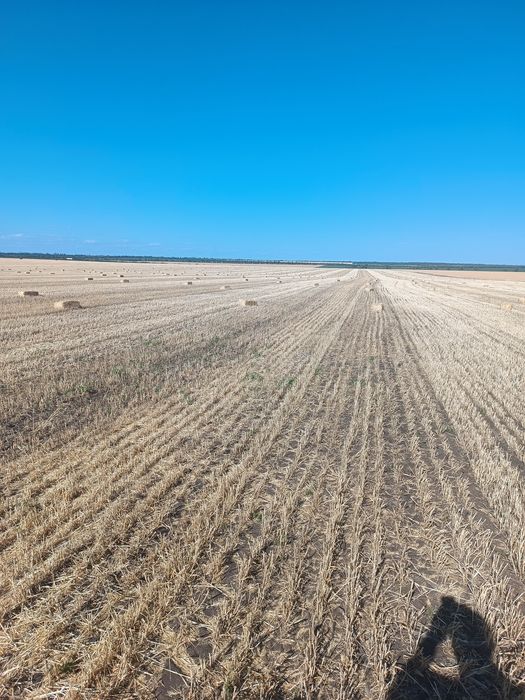 Солома Ячмiна  в тюках