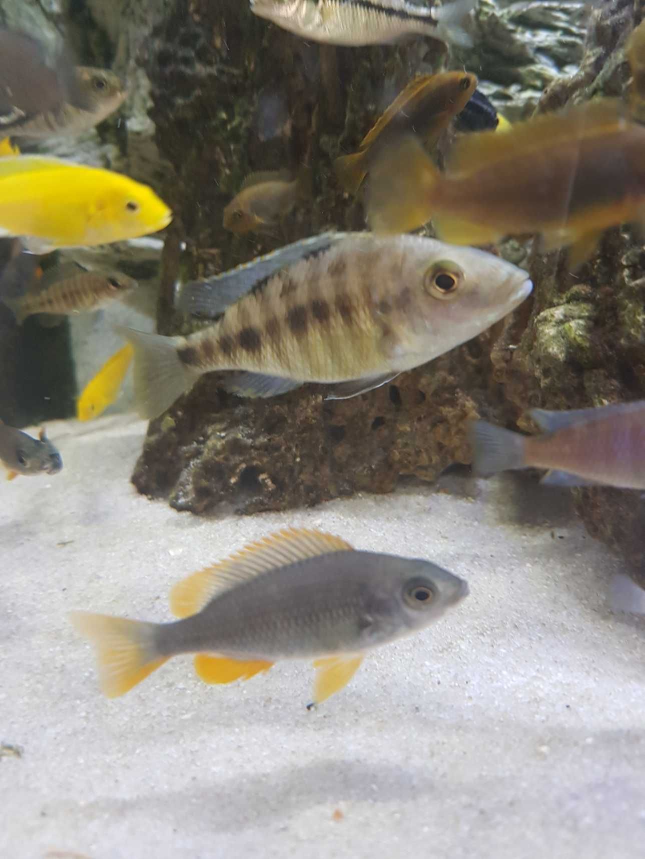 Pyszczak Borleya, pyszczaki Copadichromis borleyi, stado