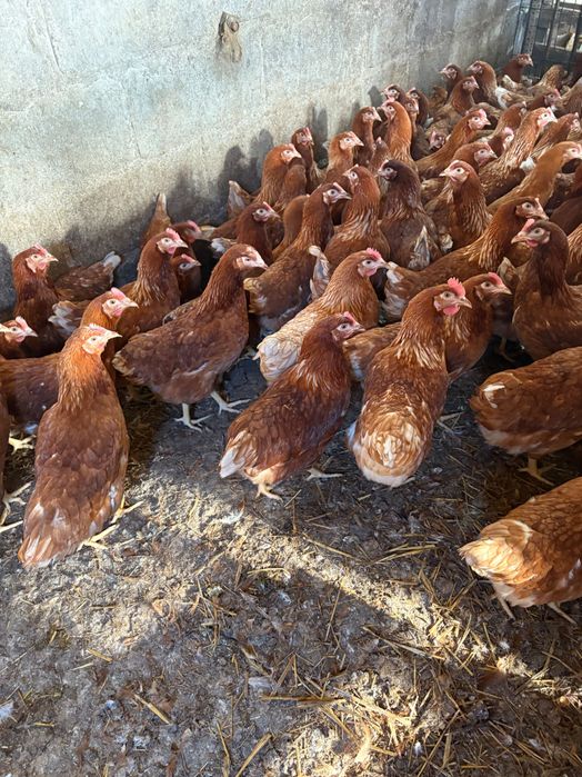 Kury nioski z pierwszym jajkiem