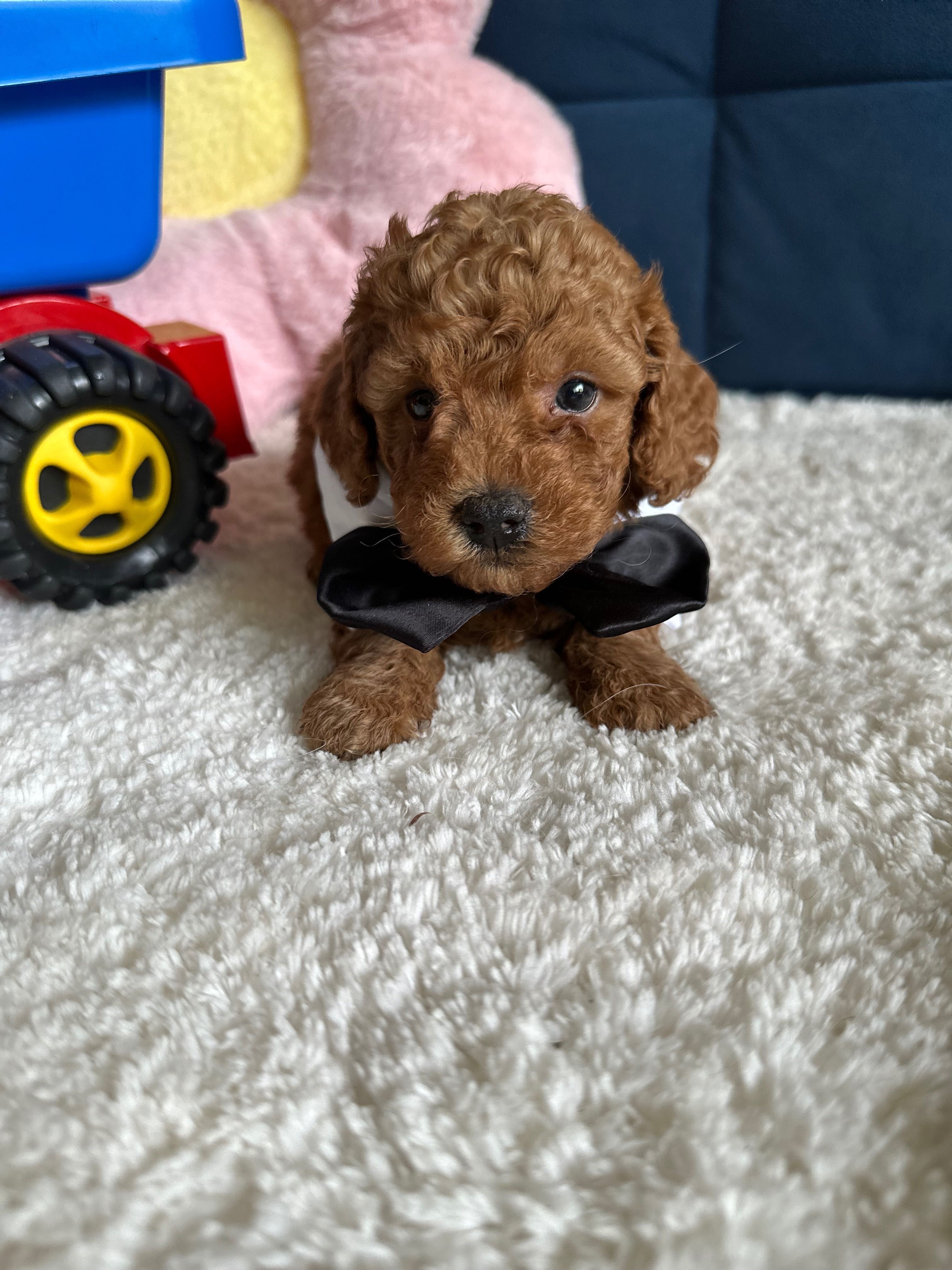 Cudowny Piesek Malitpoo F1b!